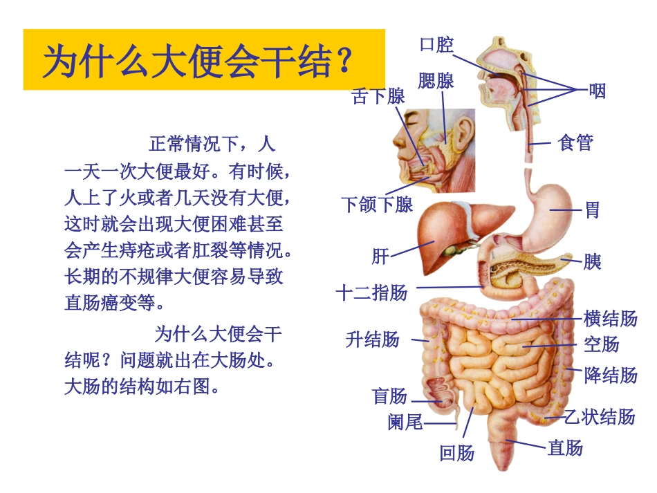 消化系统肝胆胰脾部分_第2页