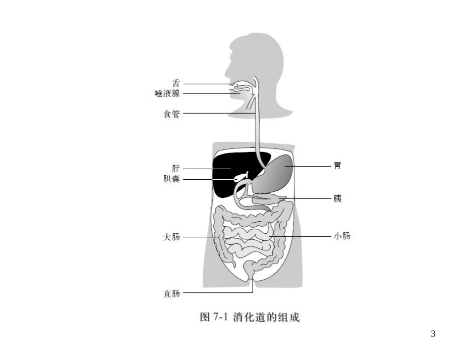 消化系统ppt_第3页