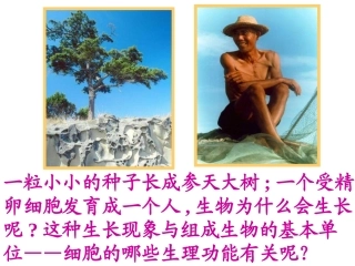 济南版七上1.2.2细胞的分裂和分化(共29张PPT)