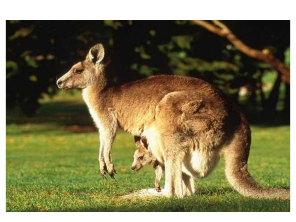 六年级数学分数乘整数_第3页