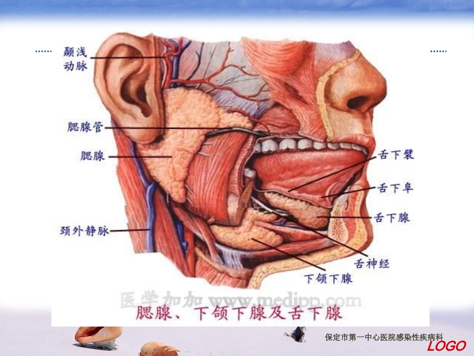 流行性腮腺炎PPt_第3页