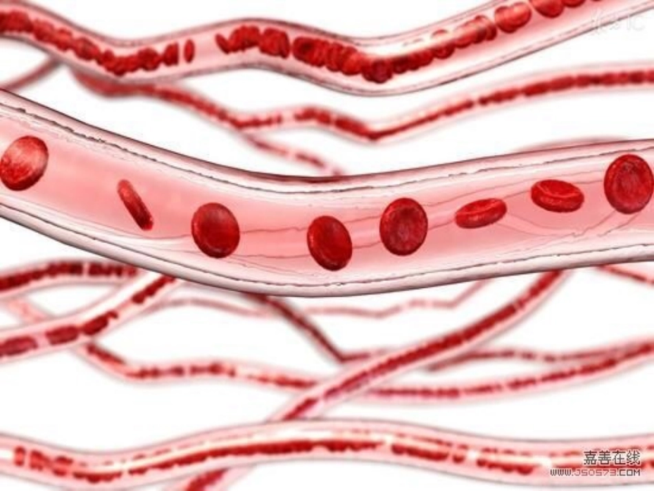 流动的组织-血液PPT_第3页