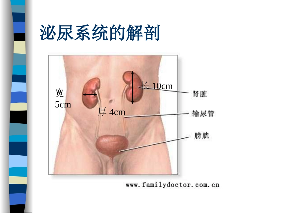 泌尿系讲稿总论2010-10-9_第3页