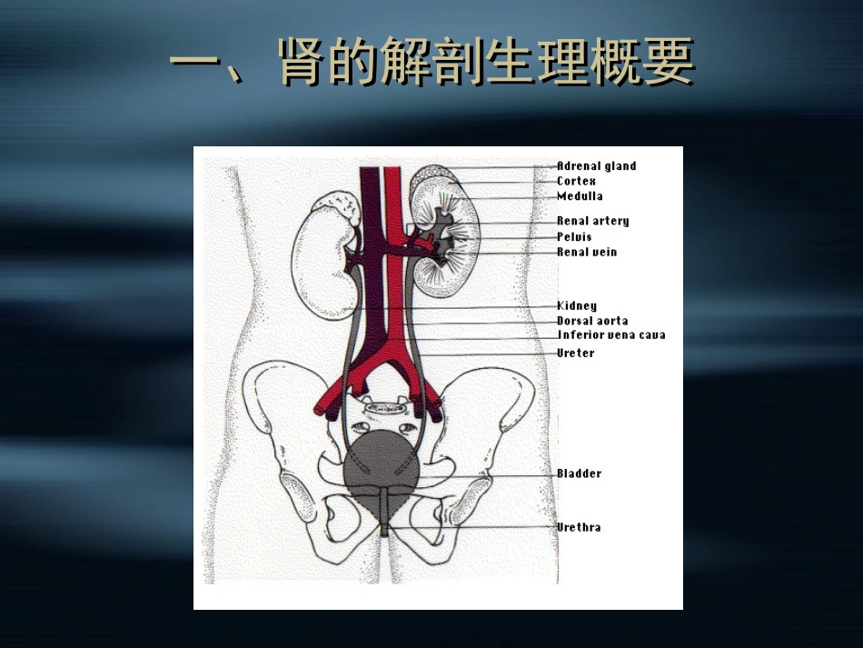 泌尿系统疾病总论_第2页