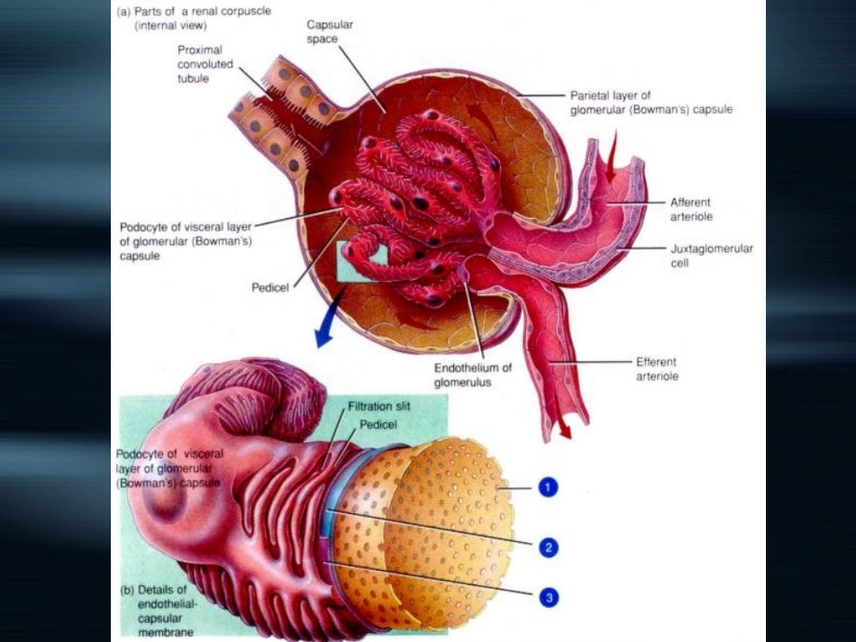 泌尿系统疾病总论_第3页
