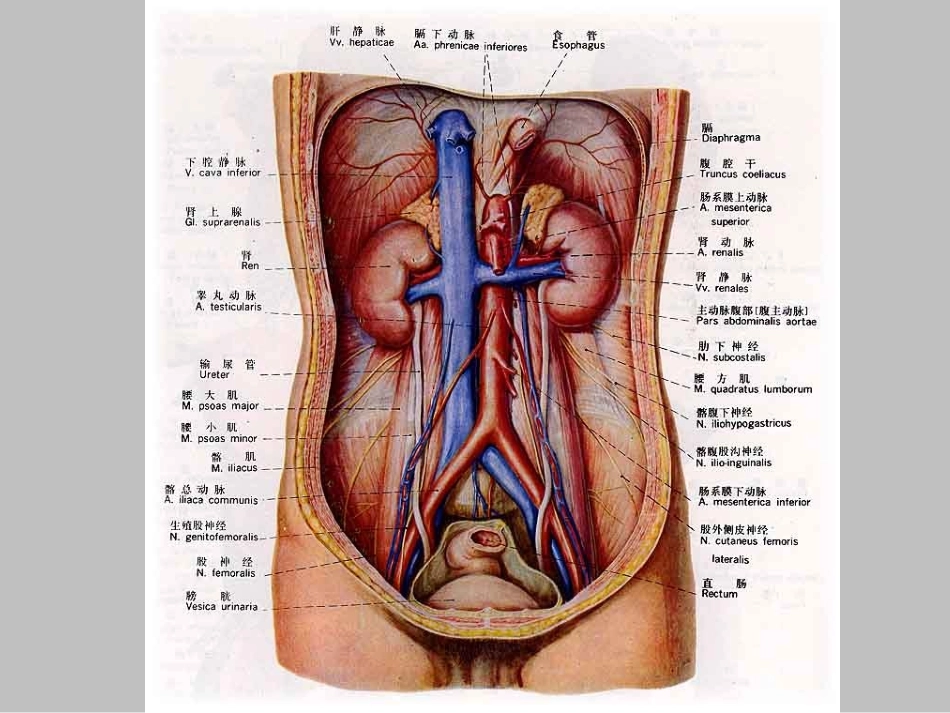 泌尿系统病例加分析_第3页