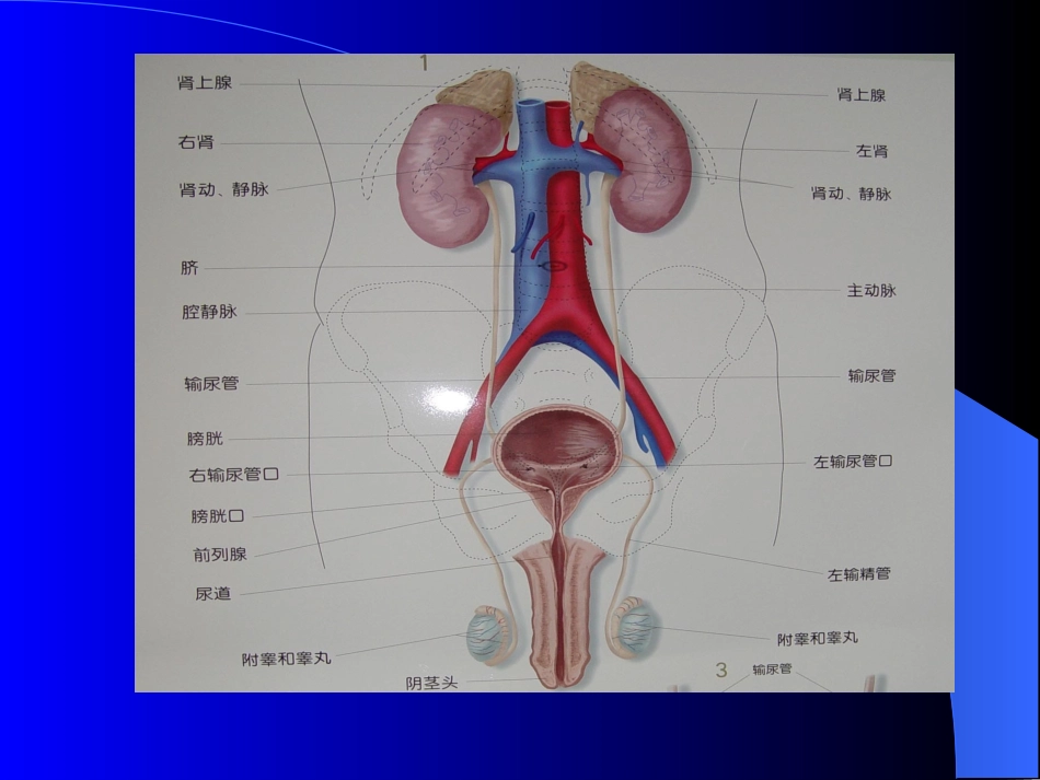 泌尿系统梗阻概论_第1页