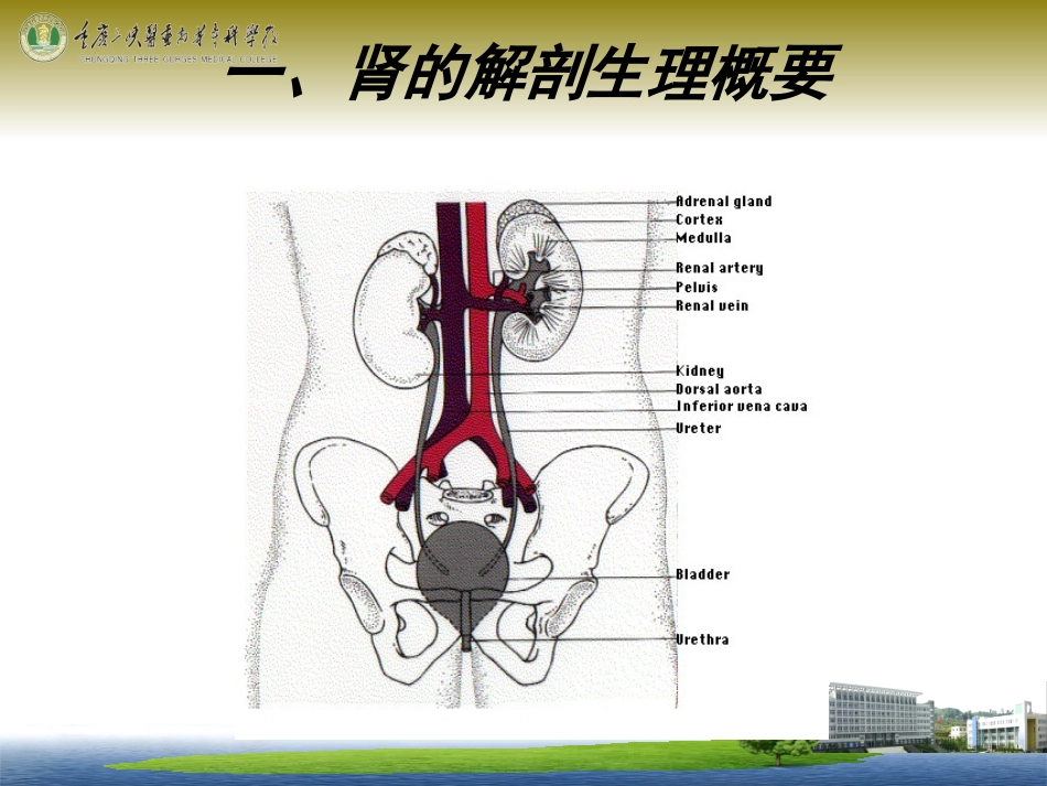 泌尿系统总论_第3页