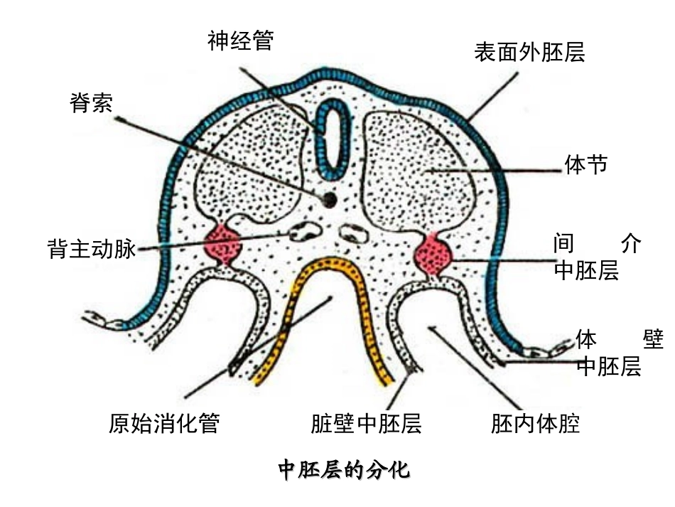 泌尿系统和生殖系统的发生_第2页