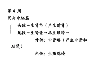 泌尿系统和生殖系统的发生