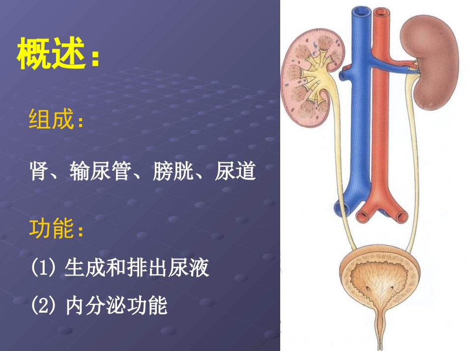 泌尿系统gd_第2页