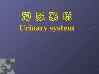 泌尿系统gd