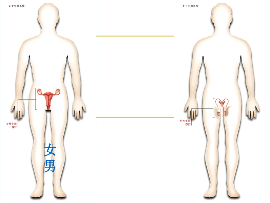 泌尿生殖系统_第3页