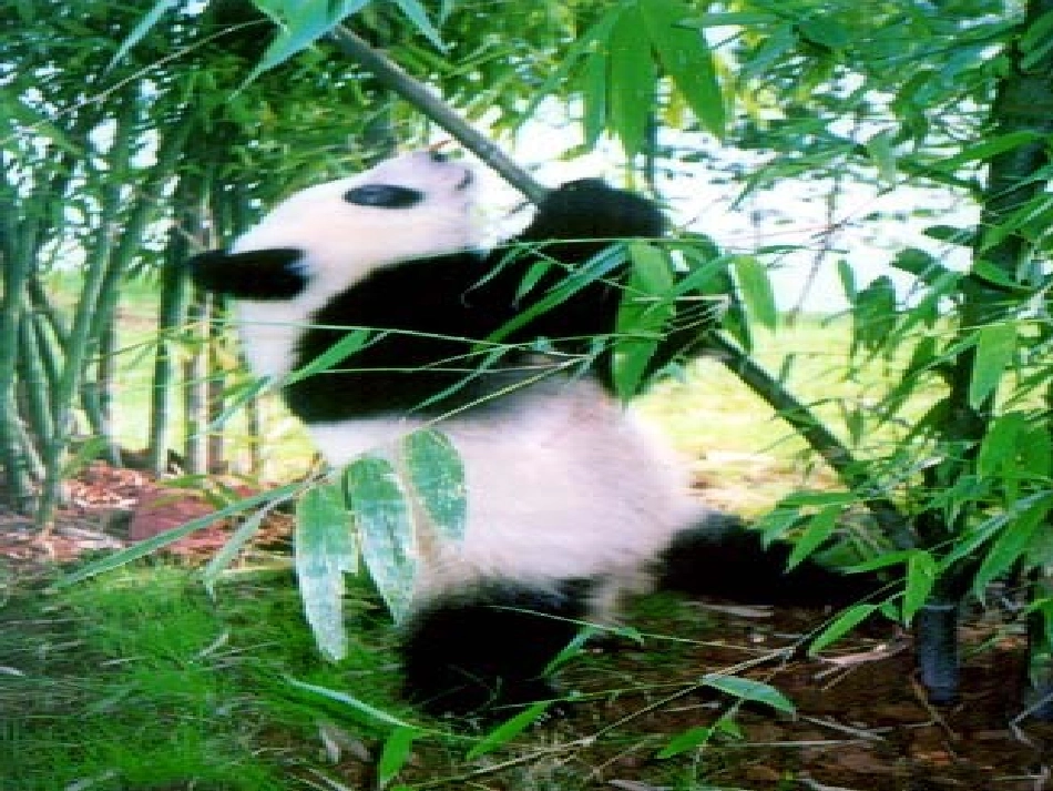 治治自己的黑眼圈…拍张彩色照片…_第2页