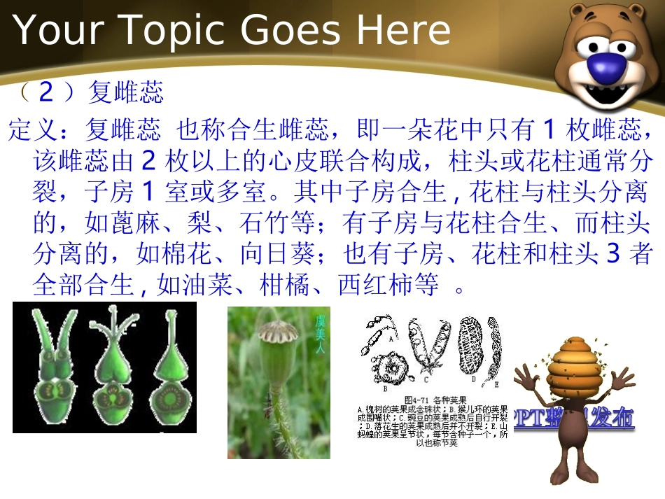 汤雪,植物-花_第3页