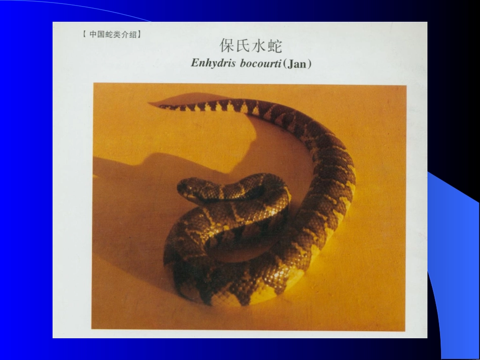 毒蛇咬伤的急救幻灯片_第3页