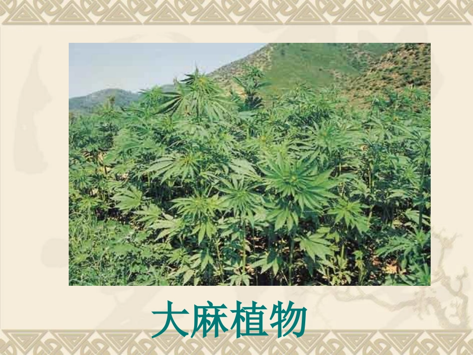 毒品及其危害--lsj_第2页