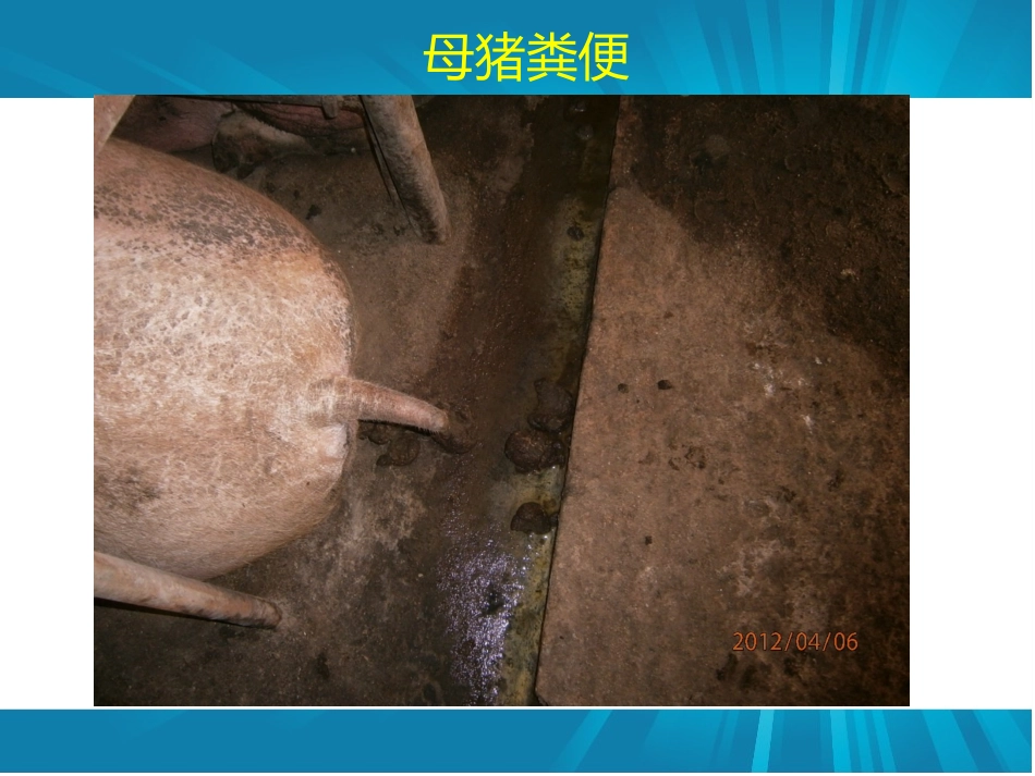 母猪便秘原因及对策_第2页