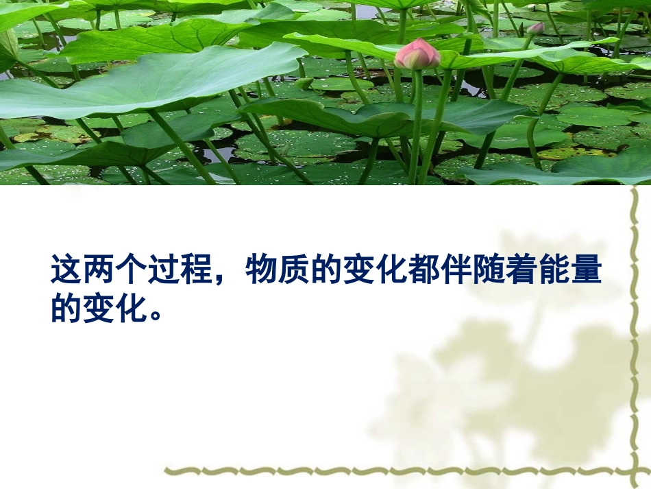 生态系统的物质循环_第3页