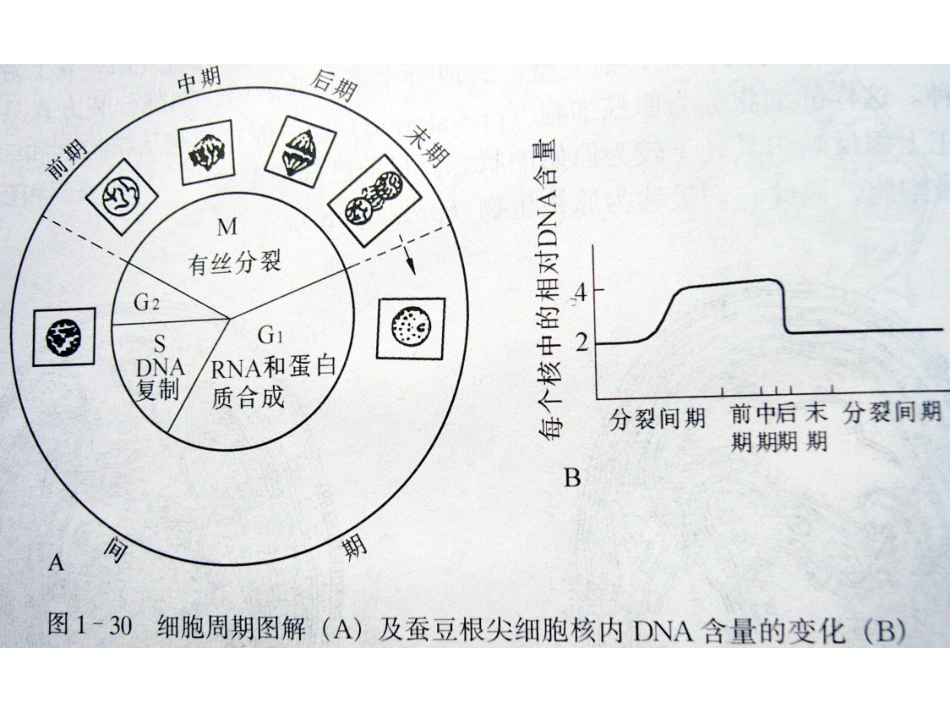 植物细胞的繁殖从单细胞的藻类到大树都通过细胞_第3页