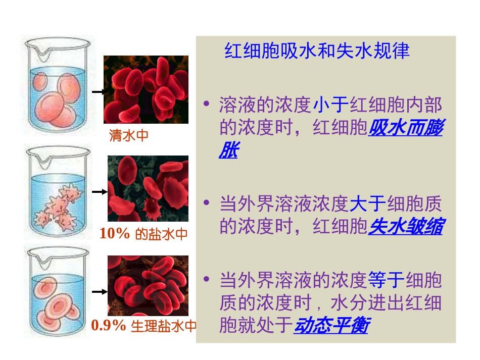 植物细胞吸水和失水的探究_第2页