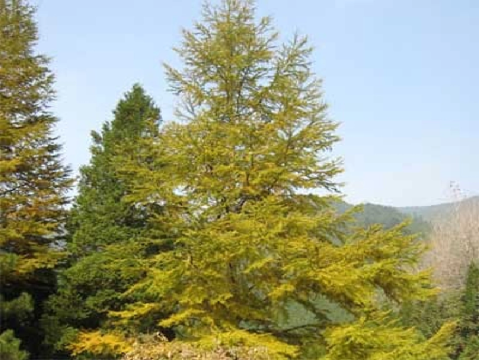 植物细胞工程的实际应用(一人一课)_第1页