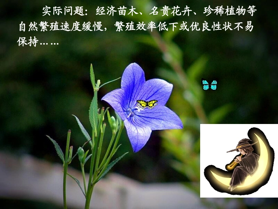 植物细胞工程的实际应用(一人一课)_第2页