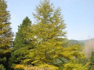 植物细胞工程的实际应用(一人一课)