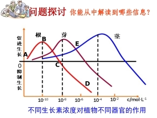 植物生长素的生理作用