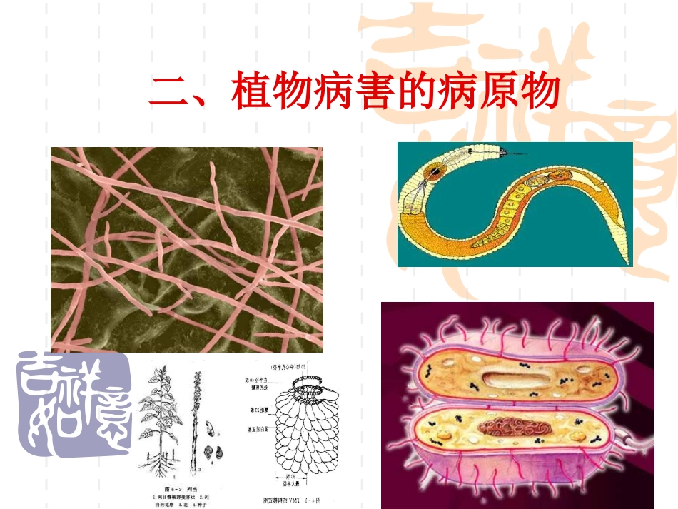 植物病害的病原物资料_第1页