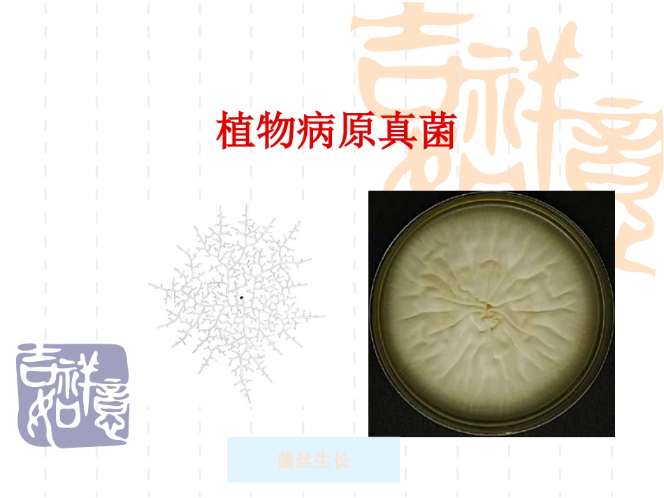 植物病害的病原物资料_第2页