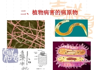 植物病害的病原物资料
