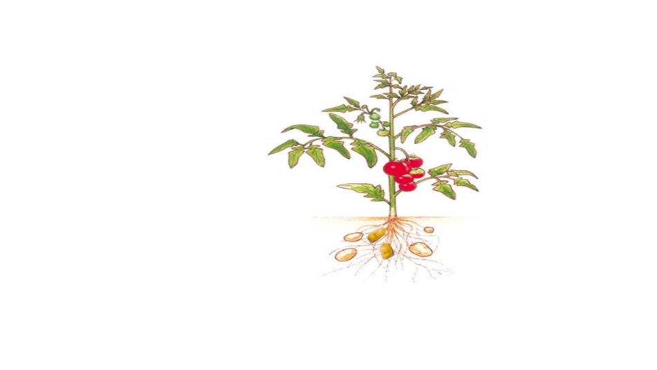 植物体细胞杂交_第2页