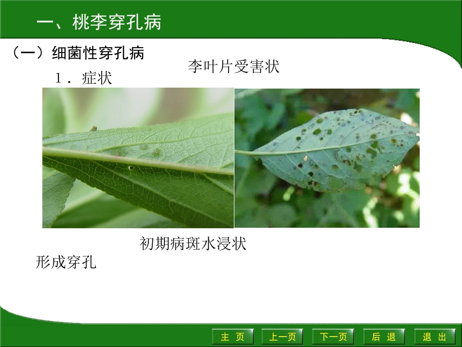 桃主要病虫害_第2页