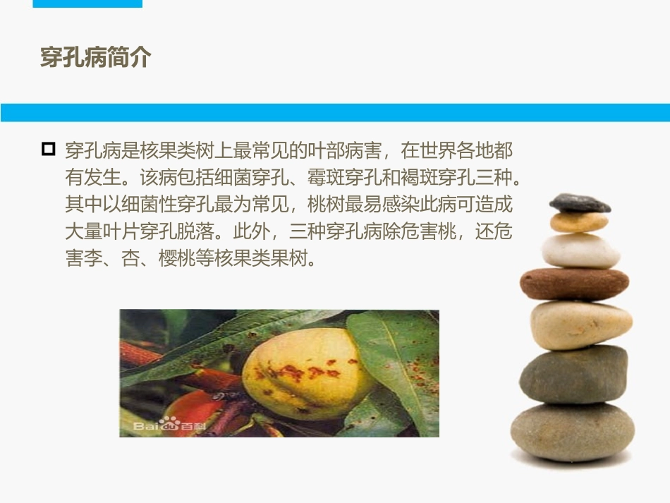 核果类的穿孔病_第2页