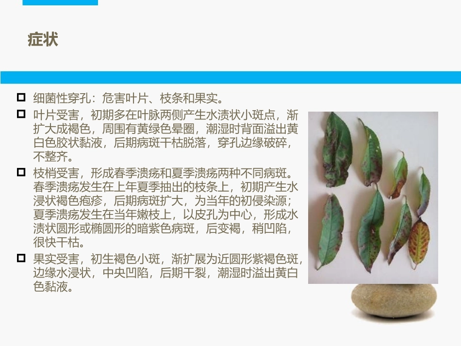 核果类的穿孔病_第3页