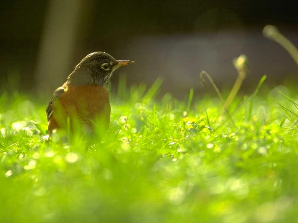 修改三年级下册1《燕子》PPT课件_第1页