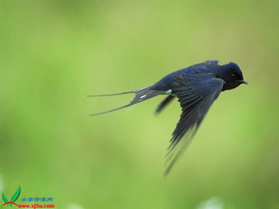 修改三年级下册1《燕子》PPT课件_第2页