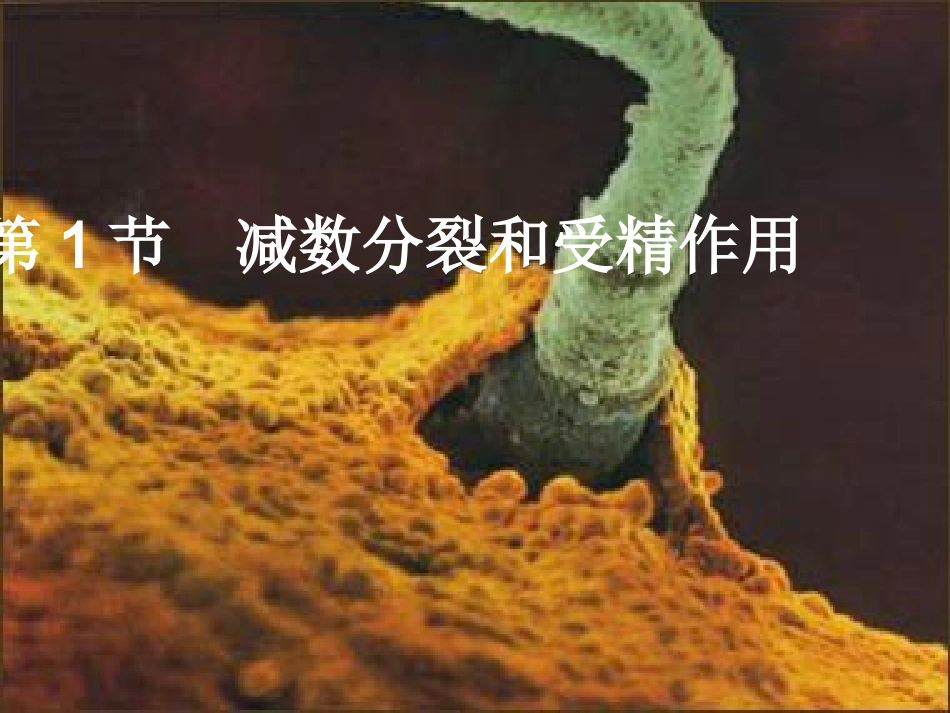 染色体数目变化以及判断各时期细胞概述_第1页