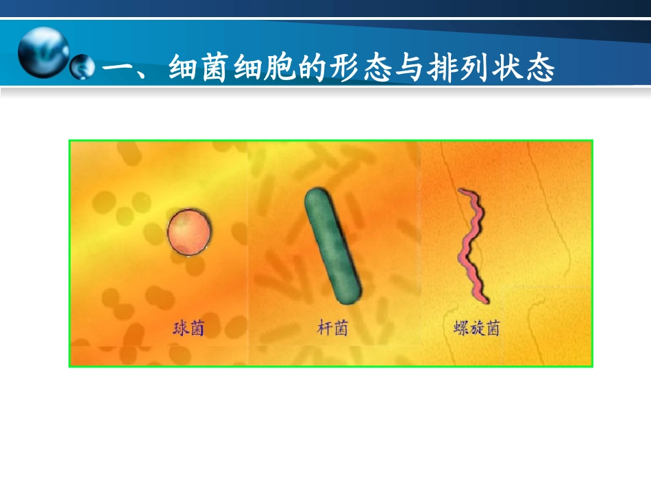 染色与细菌细胞形态-细菌基本结构与功能._第2页