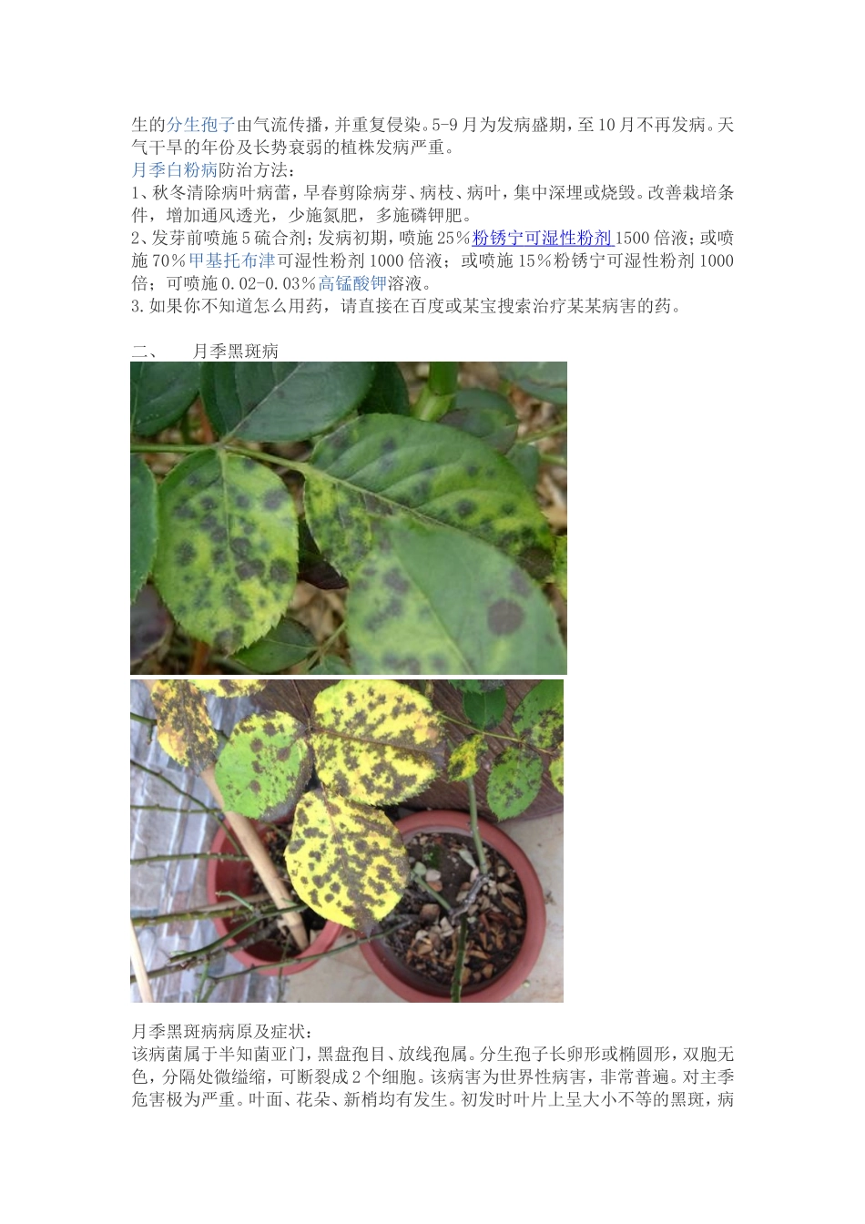 月季常见病虫害_第2页