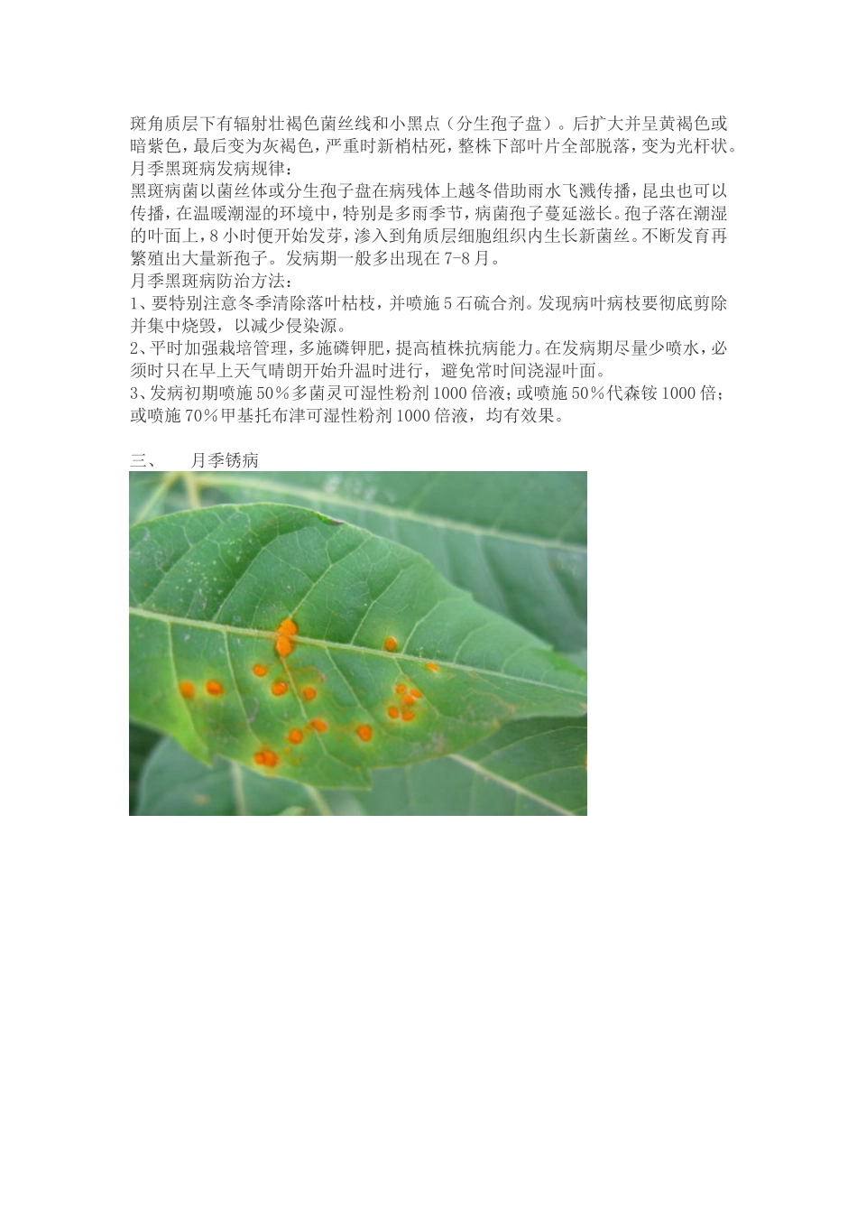 月季常见病虫害_第3页