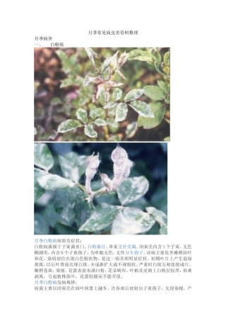 月季常见病虫害