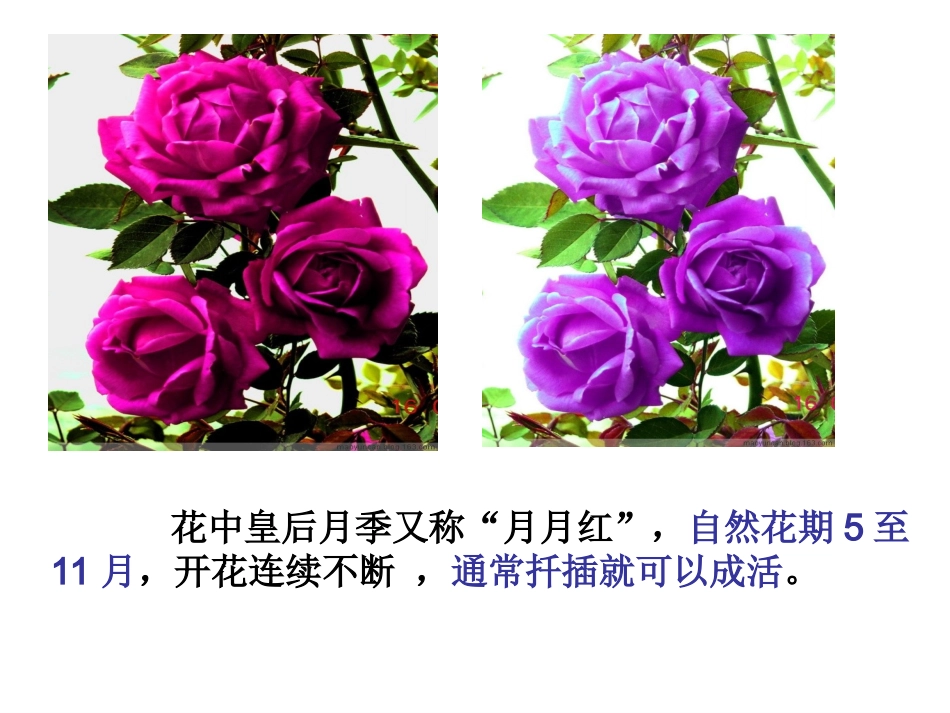 月季的花药培养详解_第2页