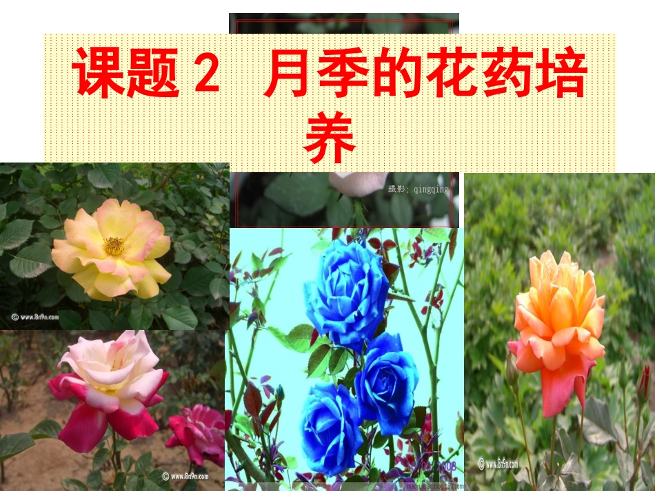 月季的花药培养详解_第3页