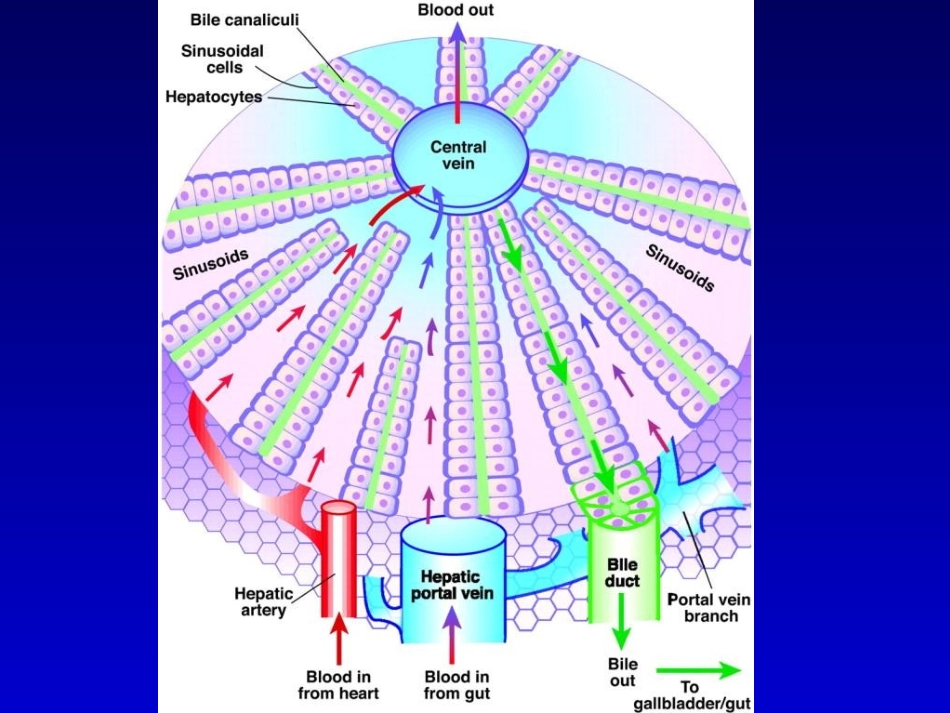 最新肝内胆汁淤积-武汉-PPT文档_第2页