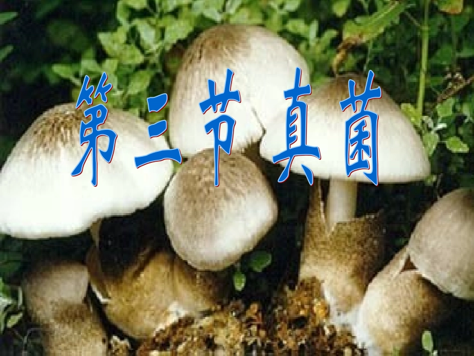 曲霉长有孢子的菌丝呈放射状_第2页