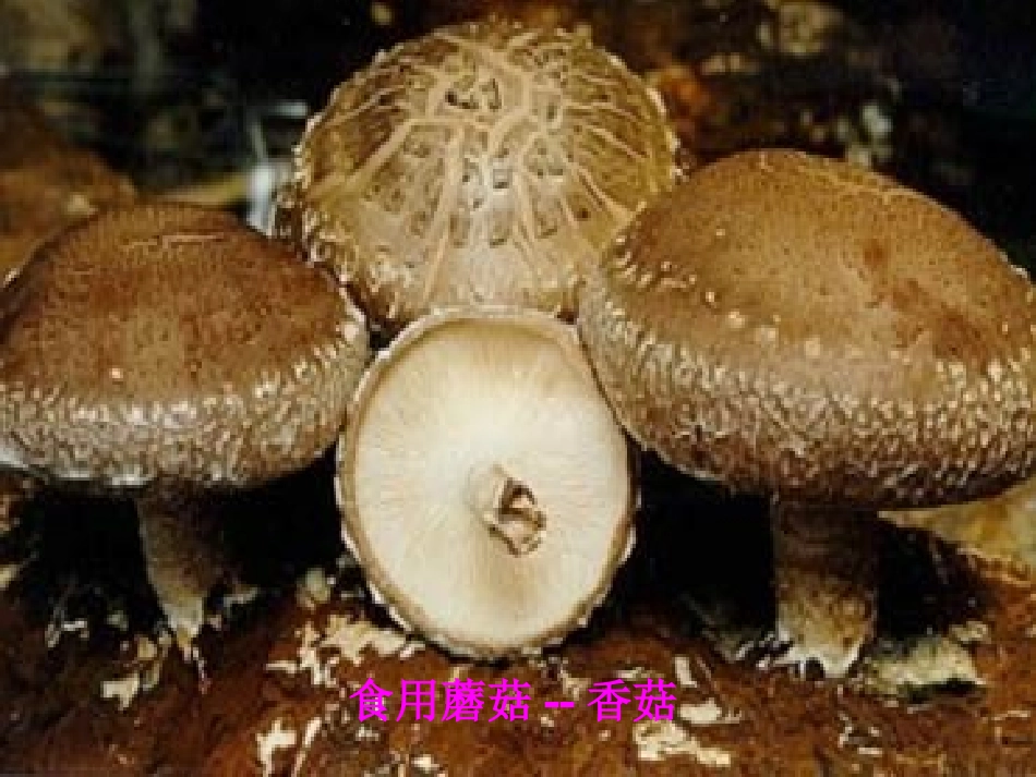 曲霉长有孢子的菌丝呈放射状_第3页