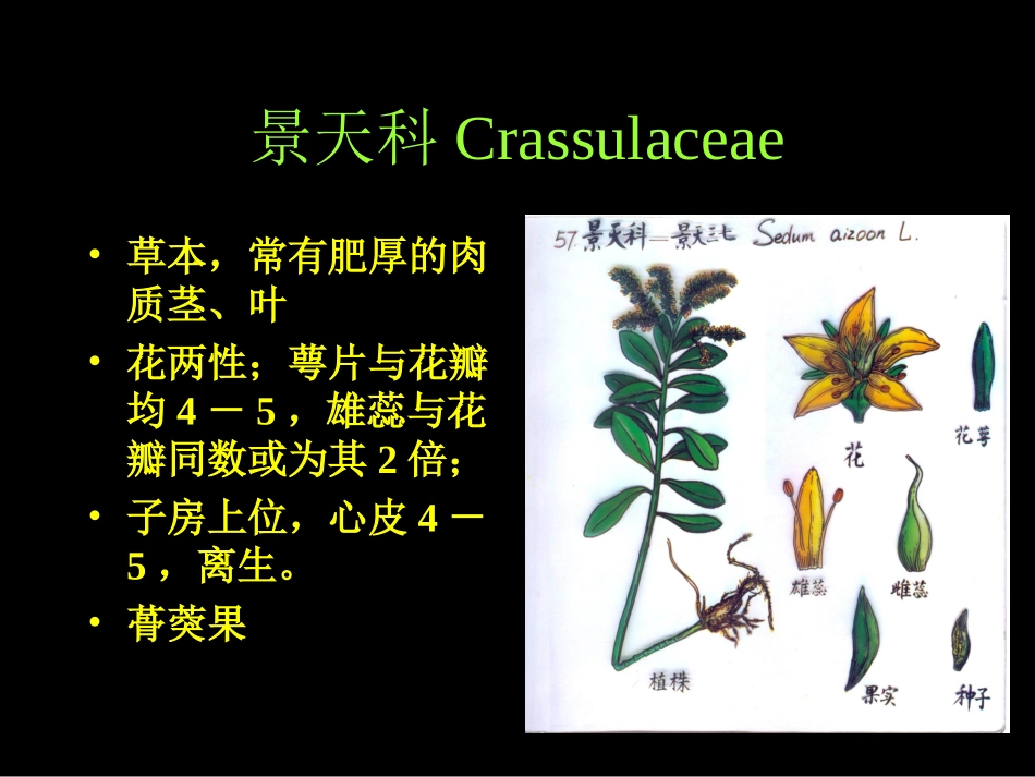景天科虎耳草科全解_第1页
