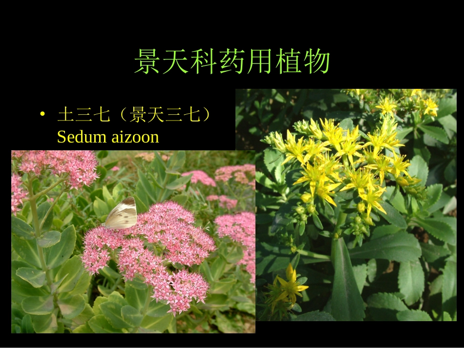 景天科虎耳草科全解_第3页